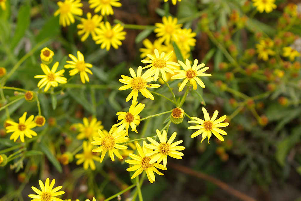 Senecio cfr. leucanthemifolius Poiret